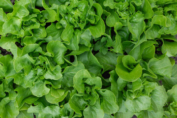 Fresh green butterhead lettuce leaves in a garden bed captured from top view, showing detailed texture and vibrant organic patterns for use in food, farming, and healthy lifestyle stock images