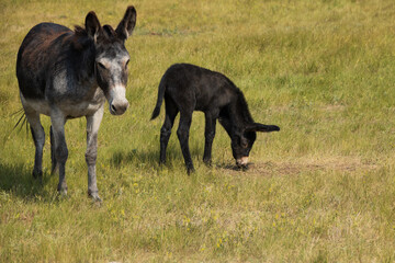 Wild burro foal with mother