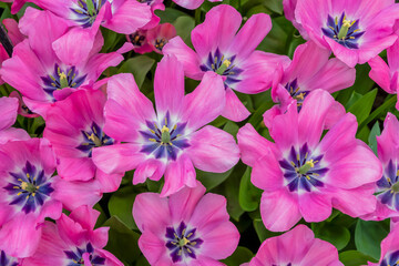 Mass of blooming pink tulips with purple centers create a bright and colorful floral arrangement symbolizing the beginning of spring, tulip variety Little Beauty,