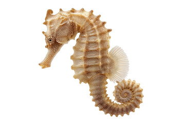 Detailed image of a curled brown seahorse with black background, cut out