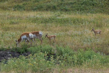 Pronghorn in the meadow
