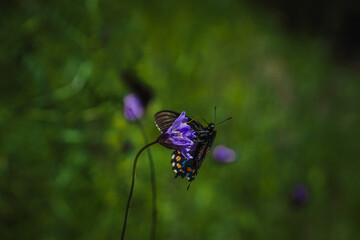 Pipevine Swallowtail Butterfly on Wildflower with Rich Green Background in Nature