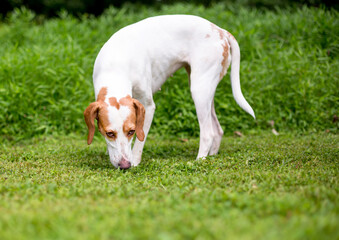 A Hound mixed breed dog smelling the grass