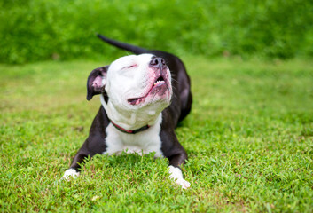 A Pit Bull Terrier mixed breed dog lying in the grass with a relaxed expression