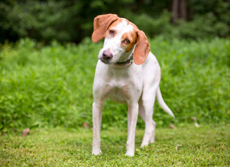 A Hound mixed breed dog listening with a head tilt