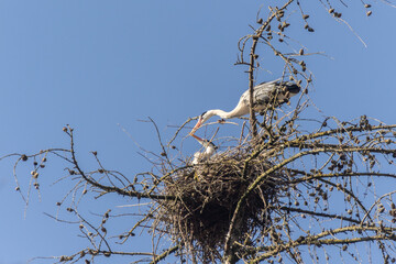 Reiher im Nest