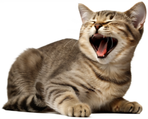 happy and cute cat laughing isolated on white background PNG