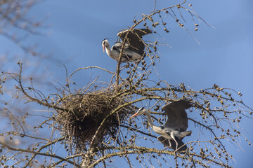 Reiher im Nest