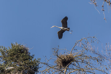 Reiher im Nest