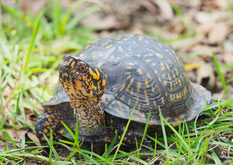 A Close-up Focus Stacked Image of an Eastern Box Turtle Crawling Through the Grass