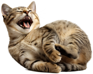 happy and cute cat laughing isolated on white background PNG