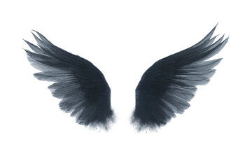 Obraz premium Mystical dark angel wings with ethereal feathers in flight, cut out