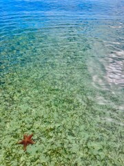 coral reef and sea