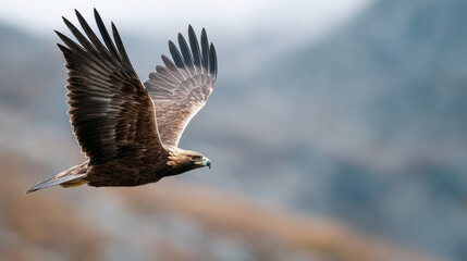 Obraz premium Majestic eagle in flight: untamed wildlife and the raw beauty of nature