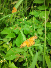 Vibrant orange butterfly among lush leaves