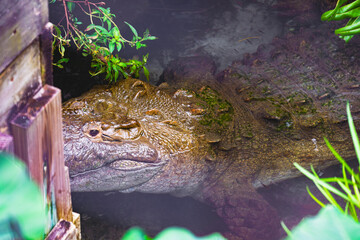 An American crocodile floats stealthily in the water, its head emerging near a weathered wooden bulkhead, eyes sharp and watchful.