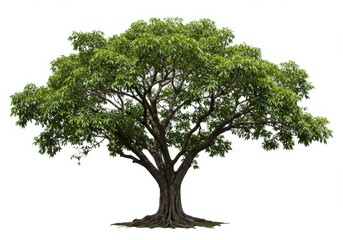 Large green tree isolated on white background