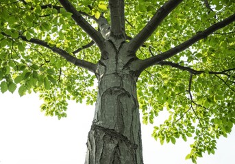 Fototapeta premium Large tree trunk with lush green leaves isolated on white background