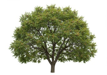 Chestnut tree isolated on white background