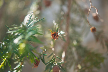 young spruce needles in spring macro
