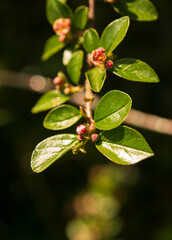 spring branch with small buds macro
