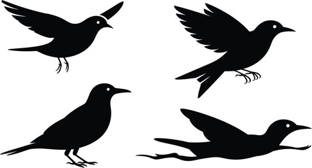 Obraz premium Four black bird silhouettes in various poses against a white background in a vector illustration
