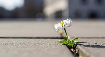 Naklejka premium A single daisy blooms through a crack in the pavement showcasing resilience in a sunny outdoor setting. The flower has white petals and a yellow center with lush green leaves.