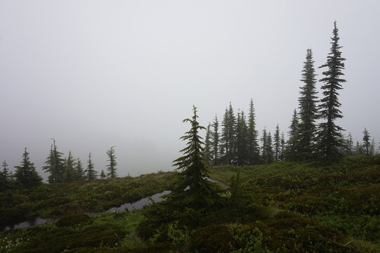 pine trees in the mountains