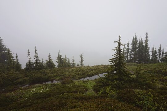 pine forest in the morning - Powered by Adobe