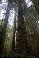 Fototapeta premium trees in the forest