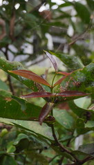 cashew leaf shoots affected by pests