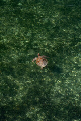Turtle near Green Island.