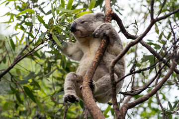 Fototapeta premium Koala on Magnetic Island.