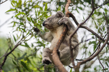 Koala on Magnetic Island.