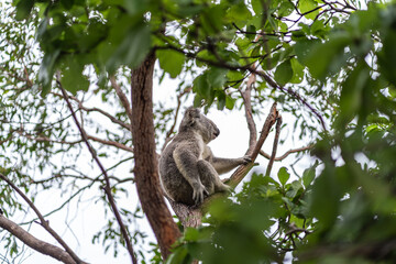 Koala on Magnetic Island.