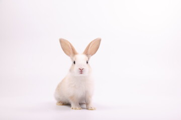 Lovely healthy bunny easter fluffy baby white rabbit, Cute baby rabbit eat carrots with a shopping cart of vetgetable on white nature background. 