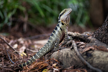 Lizard in Brisbane.