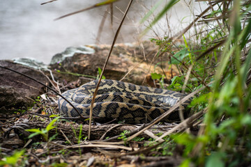 Python in Brisbane. 