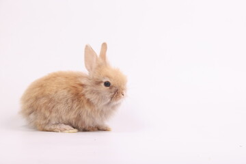 Lovely healthy bunny easter fluffy baby white rabbit, Cute baby rabbit eat carrots with a shopping cart of vetgetable on white nature background. 