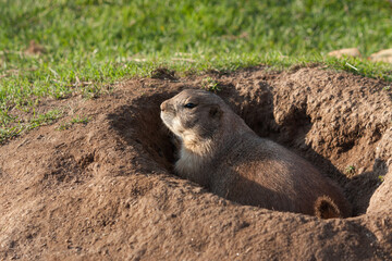 Prairie dog peeking out of its burrow