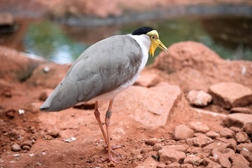 Eurasian Spoonbill in Zoo