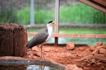 Eurasian Spoonbill in Zoo