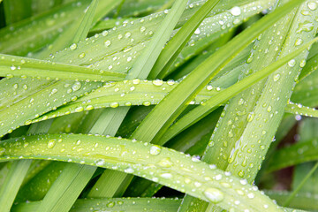 Narrow green leaves close-up with raindrops