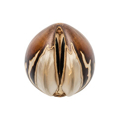 Striking Closeup of a Unique Seed Brown Beige Transparent 