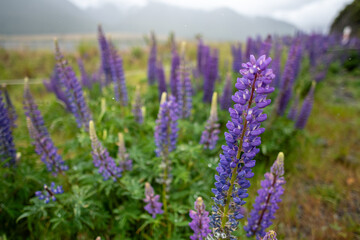 New Zealand Road Trip Adventure: 100 Stunning Photos Capturing the Natural Beauty, Colors, and Wild Landscapes Across the South and North Islands — From Mountains to Beaches and Forests