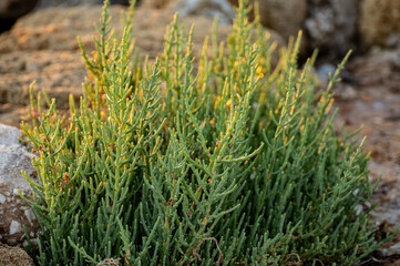 Botanical collection, tasty green edible sea succulent plant, Salicornia or sea glassworth weed,...