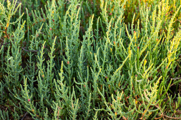 Botanical collection, tasty green edible sea succulent plant, Salicornia or sea glassworth weed, growing on salt marshes