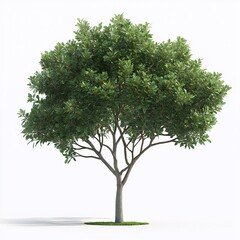 Obraz premium Serene Forest Vista. Tranquil Green Leaves and Seasonal Woodland Beauty