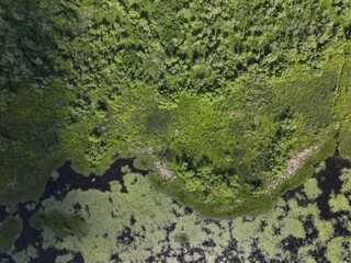 Kanapaha Lake - Small Boats Reclaimed By Nature