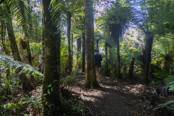 Hiker walks on a path among towering tree ferns in a sunlit forest in Hunua, Auckland, New Zealand, enjoying the peaceful nature,